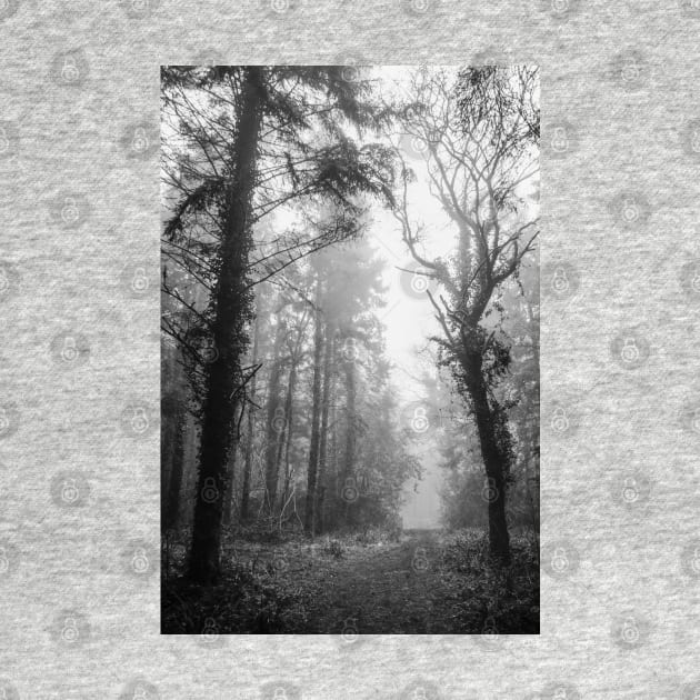 A way through a foggy wood by heidiannemorris